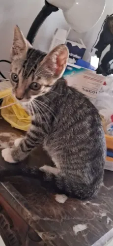 Gatinho para adoção