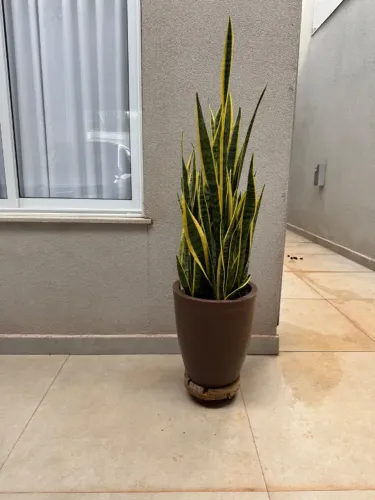 Vaso de planta médio com Espada de Santa Bárbara 