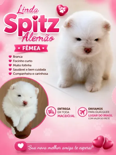 Filhote Spitz Alemão Fêmea 