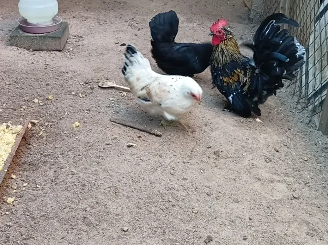 Galinhas Mini-Garnizé
