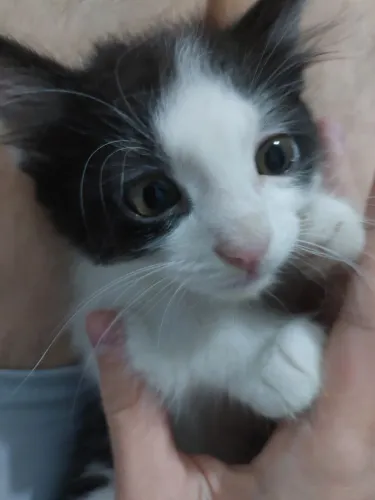 Fofo gatinho filhote 