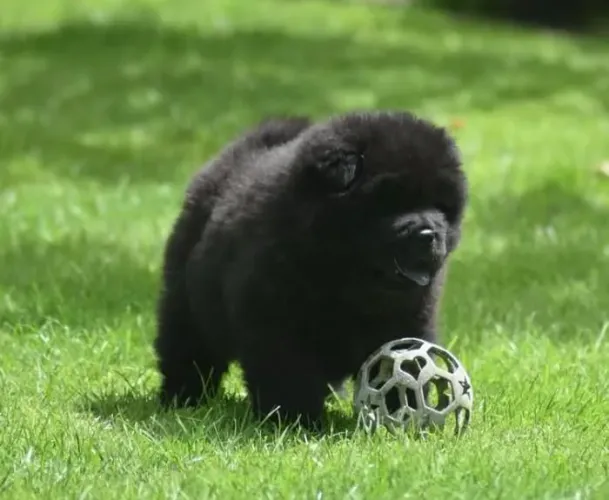 Filhote Chow-chow, A vida é mais feliz com um filhotinho por perto!