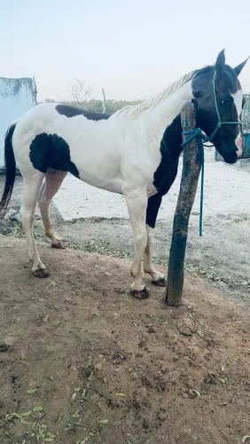 Cavalo inteiro