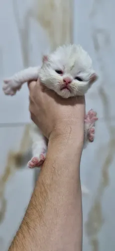Gato persa