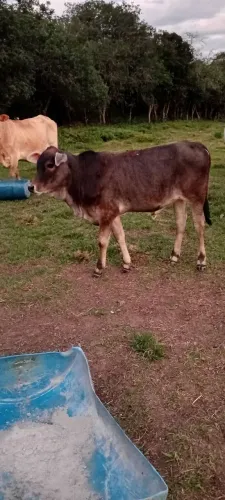 Bezerras 
