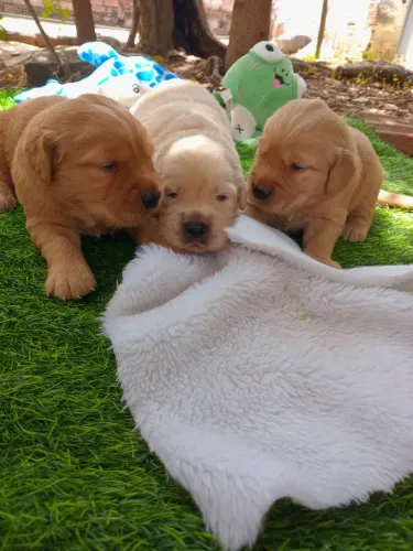 Cachorro golden retriver