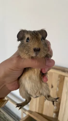 Porquinho da índia Agouti Golden