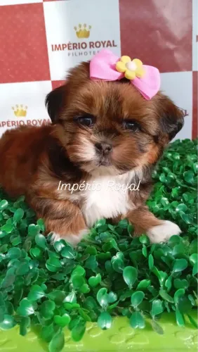 Shihtzu Fêmea muito Linda! Pronta Entrega 