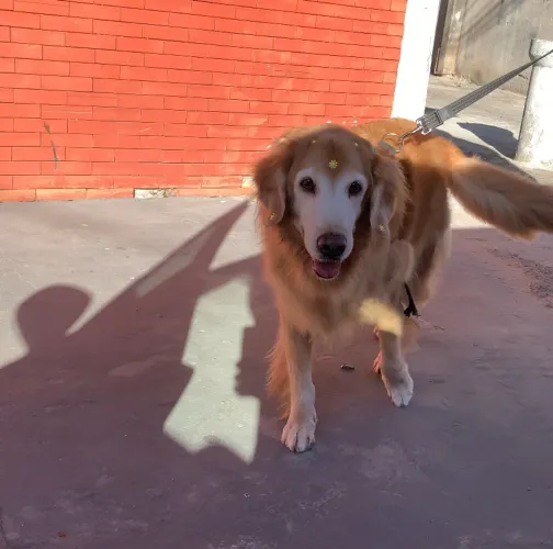 Golden - Doação responsável