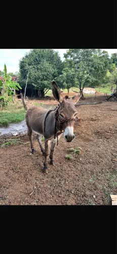 Burro bega a venda 