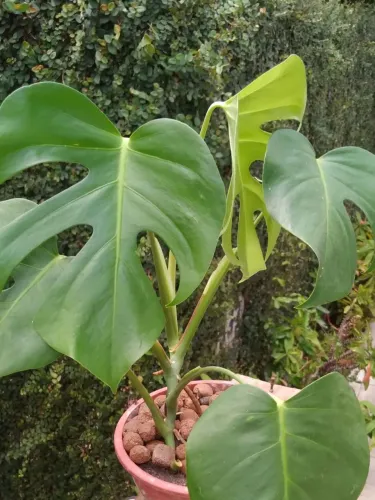 ? COSTELA DE ADÃO ?<br>Elegância tropical que transforma qualquer ambiente ?