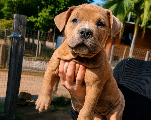 American Bully filhote