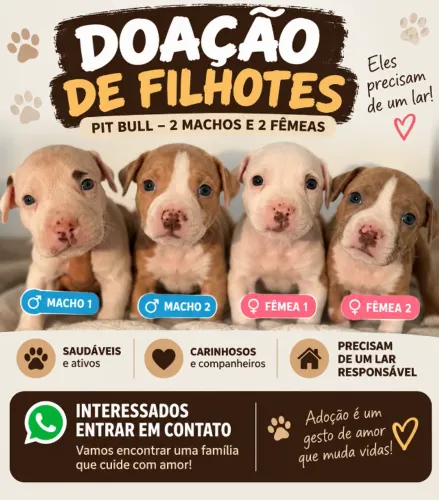 Doação de Filhote de PitBull 