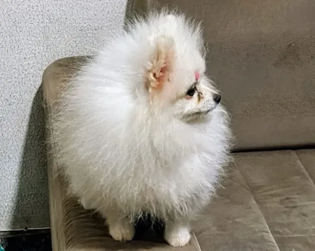 Fêmea e Machinho Spitz padrão anão!