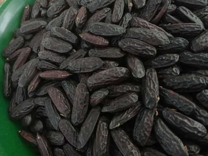 Sementes de cumaru, fava Tonka, baunilha da Amazônia  a venda.