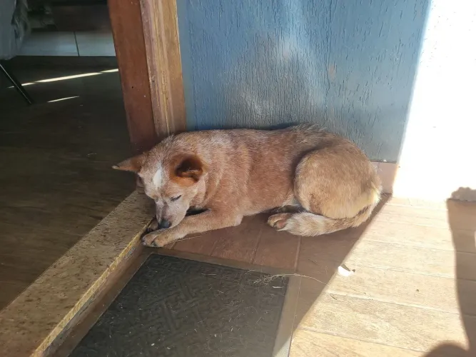 ? Red Heeler (Australian Cattle Dog) - 3 anos - Procura um novo lar