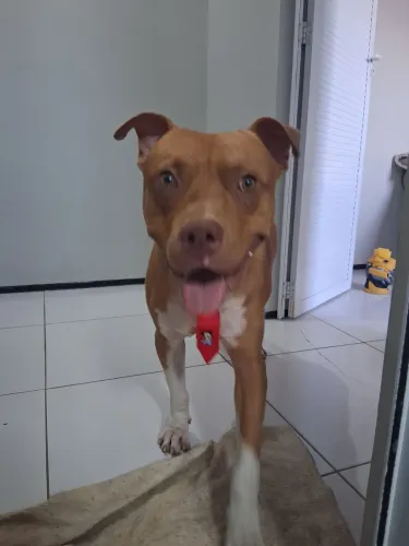 Pitbull para adoção 