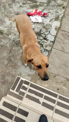 Doação cachorro caramelo