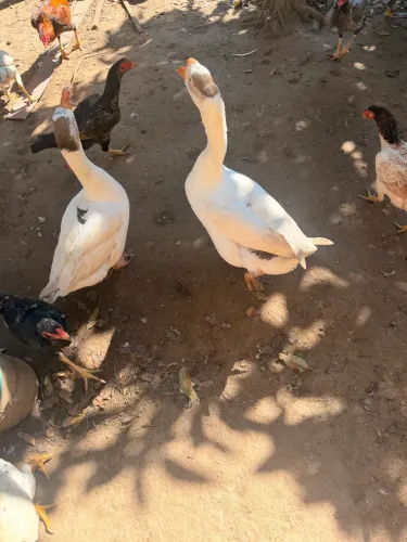 Casal de gansos