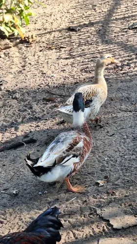 Pato