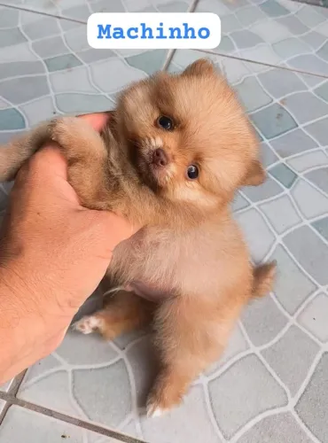 Spitz alemão miniatura