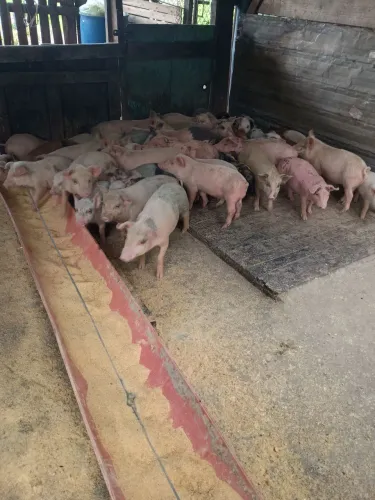 Vende se leitão