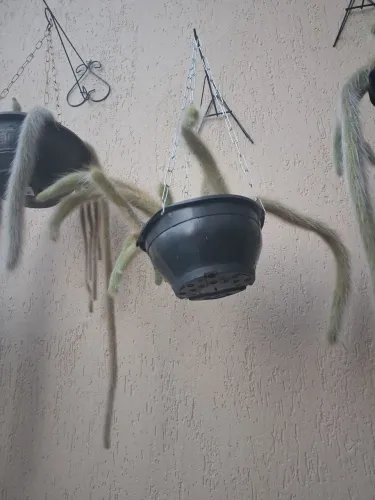 Rabo de macaco