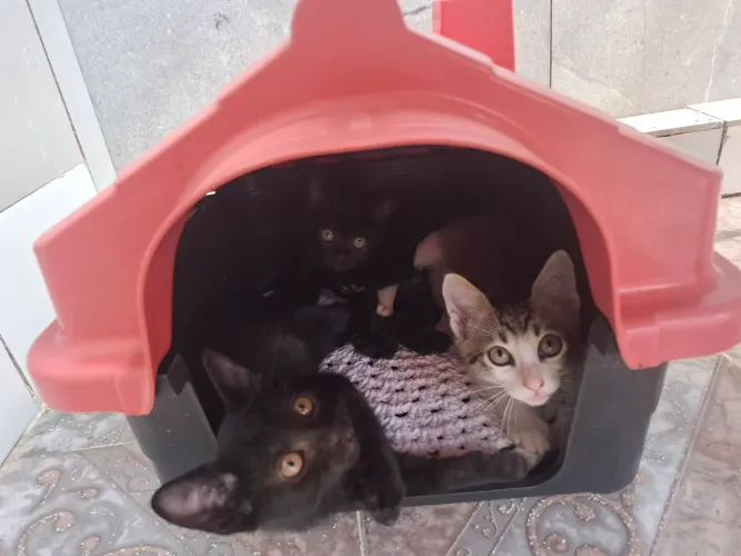 Gatinhos - 2 meses