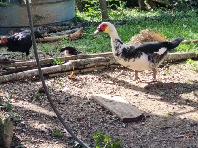 Patos caipira