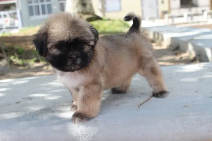Shih Tzu