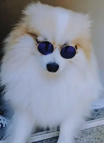 Luludapomerania