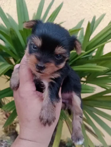 Yorkshire macho micro, vacina, pedigree e entrega em 10x no cartão.