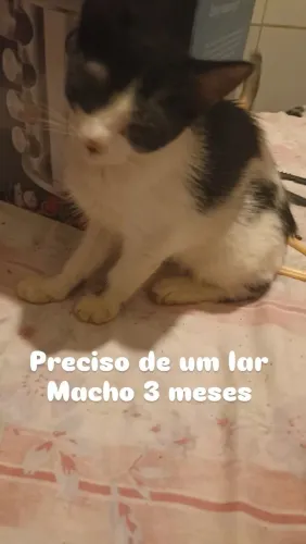 Doação de gato 