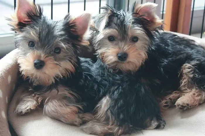 Yorkshire Filhote Uma Pequena Companhia Para Encher Seu Lar de Alegria