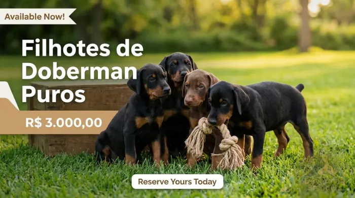 Filhote de doberman puro