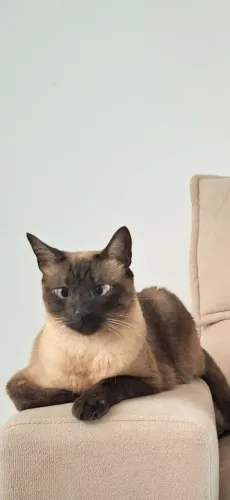 Gato Siamês - Doação