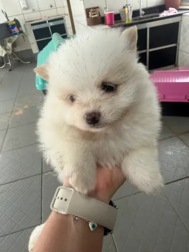 Spitz alemão