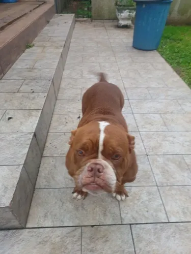Fêmea de american bully