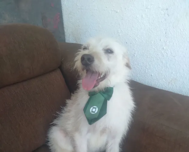 Cachorrinho resgatado precisa de um lar