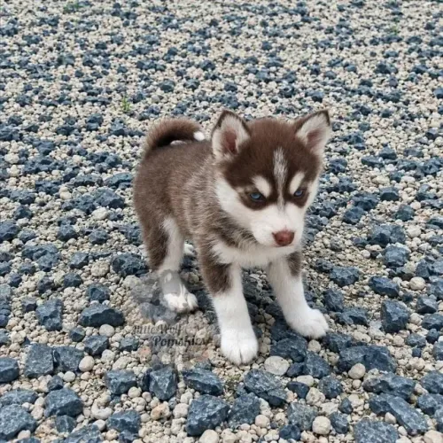 Husky siberiano lindo