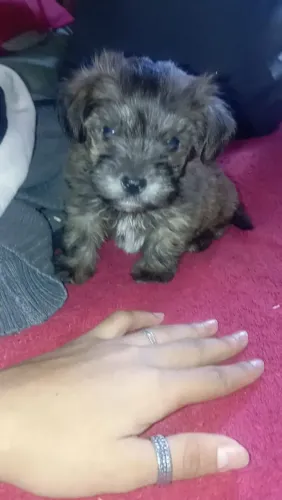 Cachorrinho doação 