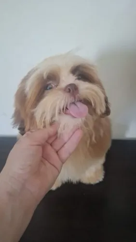 Shitzu  macho 6 meses