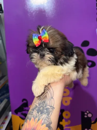 Baby Shih Tzu Fêmea, Parcelamento em até 12x!!