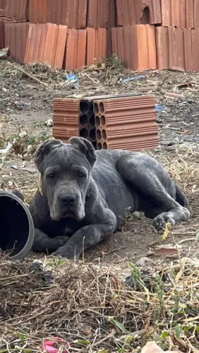 Cane corso macho 4 meses