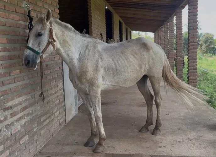 Cavalo