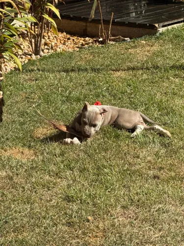 Pit Monster Lilac com Pedigree IBC