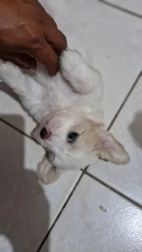 Filhotes de poodle com shi tzu 