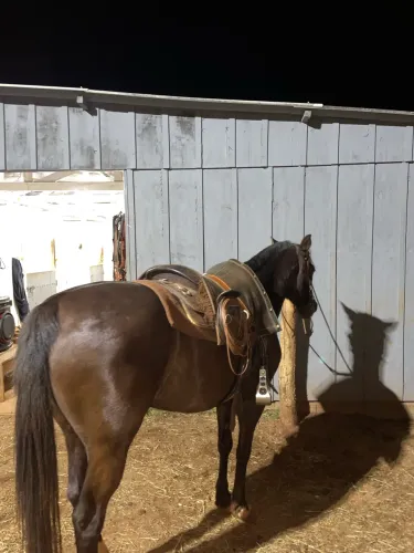 Cavalo Mestiço QM manso e domado pra laço comprido