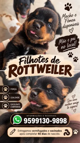 Rottweiler