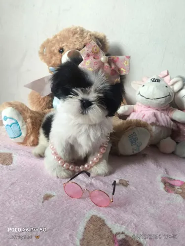 Filhote de shih-tzu 